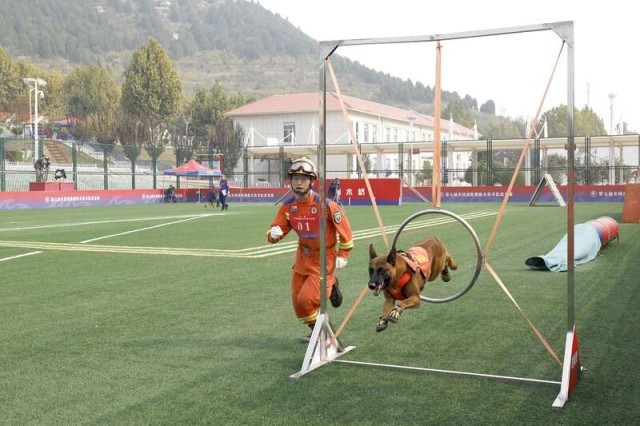 第七届全国消防搜救犬技术比武竞赛在济南举行 33支代表队、256头搜救犬参赛IM